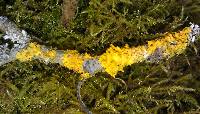 Xanthoria parietina var. parietina image