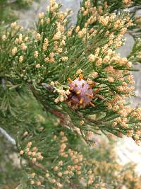 Gymnosporangium juniperi-virginianae image