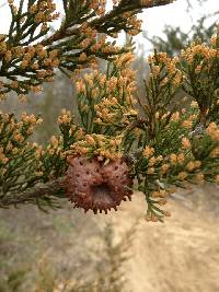 Gymnosporangium juniperi-virginianae image