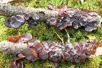 Auricularia auricula-judae image