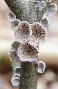 Schizophyllum commune image