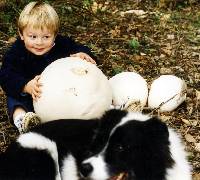 Calvatia gigantea image