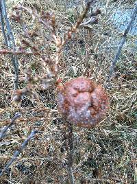 Gymnosporangium juniperi-virginianae image