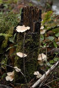 Pleurotus ostreatus image