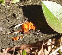 Tremella mesenterica image