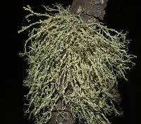 Ramalina farinacea image