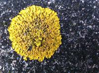 Xanthoria parietina var. parietina image