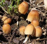 Coprinellus micaceus image