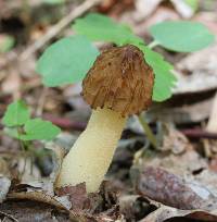 Morchella punctipes image