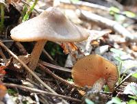 Entoloma vernum image