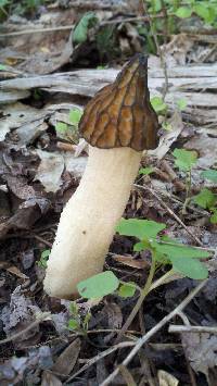 Morchella punctipes image