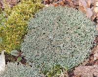 Cladonia rangiferina image