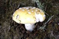 Amanita gemmata image