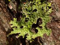 Lobaria pulmonaria image