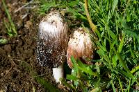 Coprinus comatus image