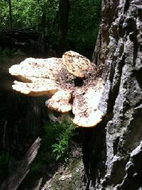 Polyporus squamosus image