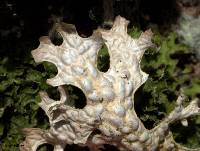 Lobaria pulmonaria image