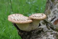 Polyporus squamosus image