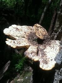 Polyporus squamosus image