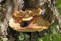 Polyporus squamosus image