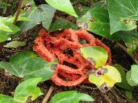 Clathrus ruber image