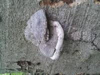 Fomes fomentarius image