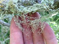 Ramalina menziesii image