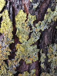 Xanthoria parietina var. parietina image