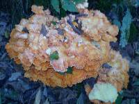 Laetiporus sulphureus image