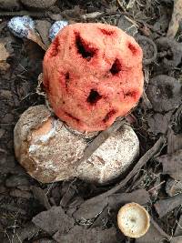 Clathrus ruber image