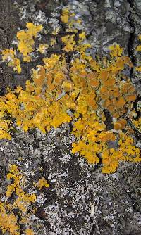 Xanthoria parietina var. parietina image