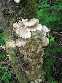 Pleurotus ostreatus image