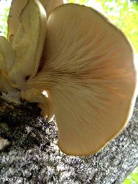 Pleurotus ostreatus image