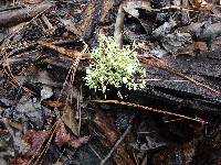 Usnea strigosa image