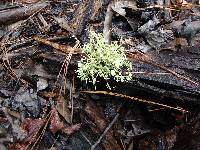 Usnea strigosa image