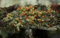 Cladonia cristatella image