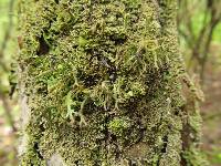 Cladonia furcata image