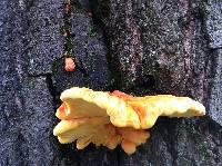 Laetiporus sulphureus image