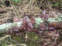 Auricularia auricula-judae image