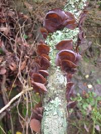 Auricularia auricula-judae image