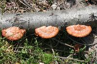 Pycnoporus cinnabarinus image