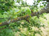 Xanthoria parietina var. parietina image