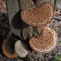 Polyporus squamosus image