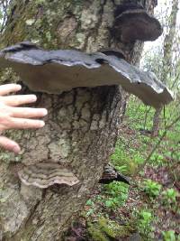 Ganoderma applanatum image