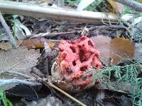 Clathrus ruber image