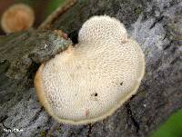 Polyporus alveolaris image