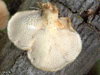 Polyporus alveolaris image