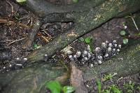 Xylaria polymorpha image