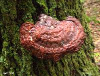 Ganoderma tsugae image