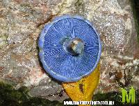 Lactarius indigo image